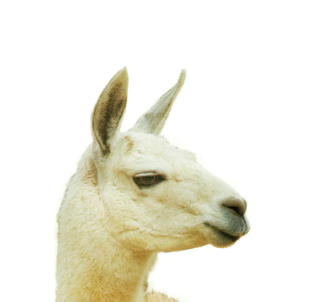 Llama